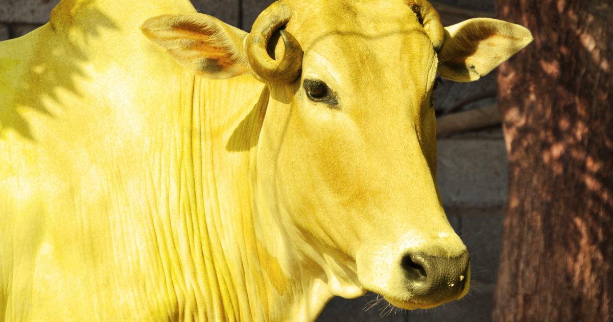 Yellow Cow Performance | Artworks | Ahmed Mater